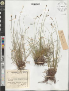 Carex mucronata