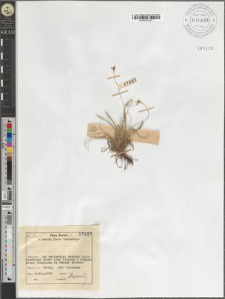 Carex ornithopoda Willd.