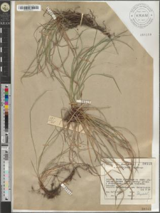 Carex pediformis C. A. M.