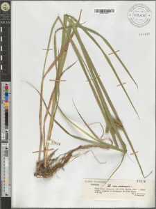 Carex pseudocyperus L.