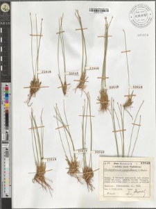 Trichophorum caespitosum (L.) Hartm.