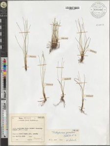 Trichophorum pumilum (Vahl.) Sch. et Th.