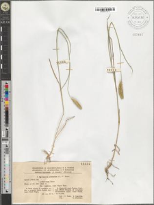 Agropyron cristatum (L.) P. Beauv. fo. puberulum Boiss.