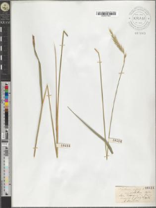 Triticum repens L. var. aristatum