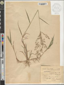 Agrostis alba L. var. genuina (Schur) A. et Gr.