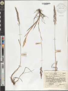 Agrostis alba L. var. genuina (Schur) A. et Gr. subvar. diffusa Host.