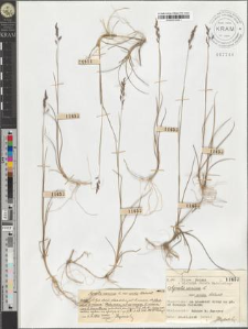 Agrostis canina L. var. arida Schlecht.