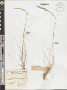 Agrostis setacea