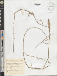 Agrostis alba L. var. stolonifera Smith fo. fluitans Schröter