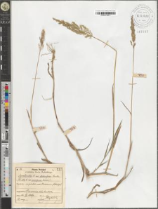 Agrostis alba L. var. stolonifera Smith