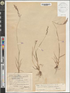 Agrostis vulgaris With. var. arenicola A. et Gr.