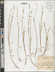 Alopecurus myosuroides Huds.