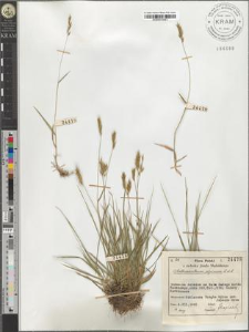 Anthoxanthum alpinum L. et L.