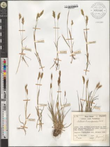 Anthoxanthum alpinum L. et L.