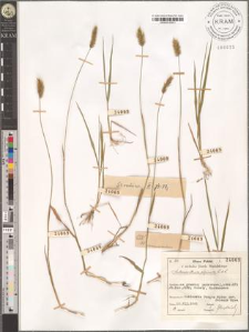 Anthoxanthum alpinum L. et L.