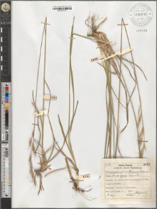 Avena pratensis L. var. Błockiana (Koczwara) Kulcz. et Iw. fo. typica Kulcz. et Iw.