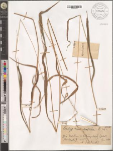 Brachypodium silvaticum R. Sch.