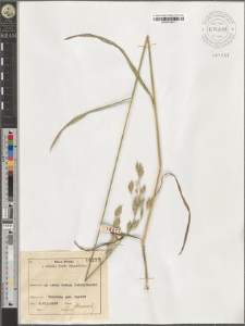 Bromus secalinus L.