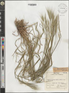 Bromus sterilis L.