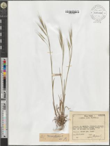 Bromus sterilis L.