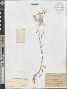 Bromus tectorum L.