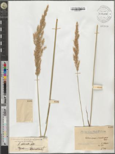 Calamagrostis arundinacea (L.) Roth var. typica Podpĕra fo. colorata Litw.