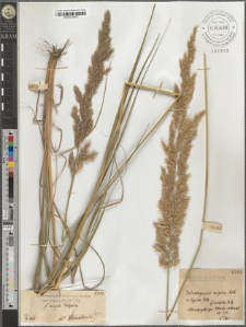 Calamagrostis epigeios Roth var. typica Podp. fo. ampla Podp.