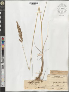 Calamagrostis neglecta P. B. var. stricta Griseb.