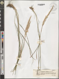 Calamagrostis arundinacea (L.) Roth.