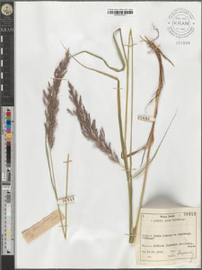 Calam[agrostis] villnensis