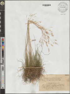 Deschampsia flexuosa (L.) Trin.