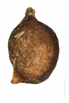 Potamogeton pusillus L.