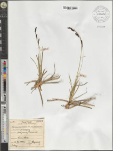 Carex sempervirens Vill. subsp. pseudotristis (Dom.) Pawł. fo. basigyna