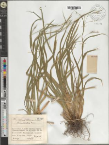Carex silvatica Huds.