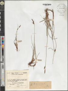 Carex tomentosa L.