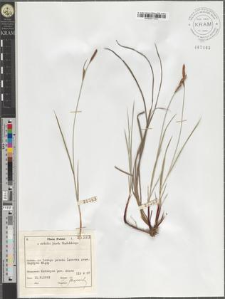 Carex tomentosa L.