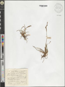 Carex vaginata Tausch. fo. rhizogyna Schube