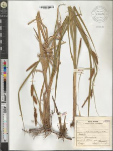 Carex vesicaria L.