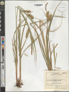 Carex vesicaria L.