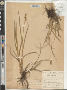 Carex vulpina L.