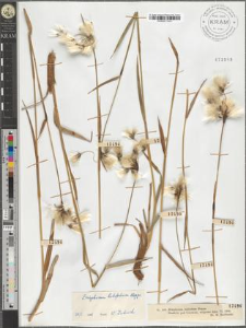 Eriophorum latifolium Hoppe