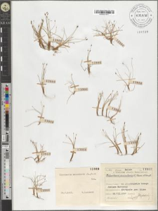 Eleocharis acicularis (L.) R. et Sch.