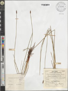 Eleocharis palustris s. l. (L.) R. et Sch.