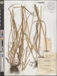 Festuca pratensis Huds. subsp. apennina (De Not) Hegi