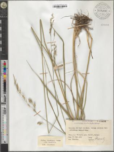 Festuca arundinacea Schreber subsp. arundinacea