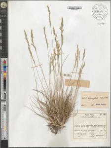 Festuca psammophila (Hack.) Fritsch