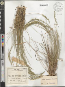 Festuca psammophila (Hack.) Fritsch