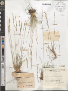 Festuca psammophila (Hack.) Fritsch