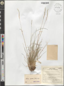 Festuca sulcata (Hack.) Nym.