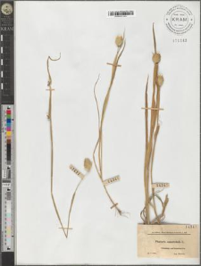 Phalaris canariensis L.